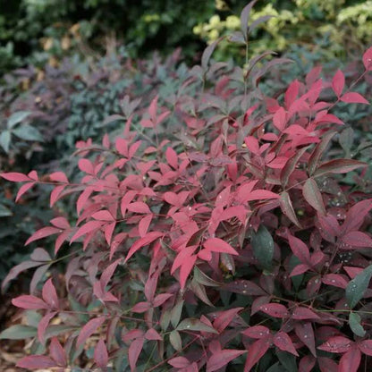 Flirt Nandina