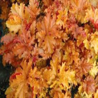 Heuchera 'Amber Lady' Coral Bells