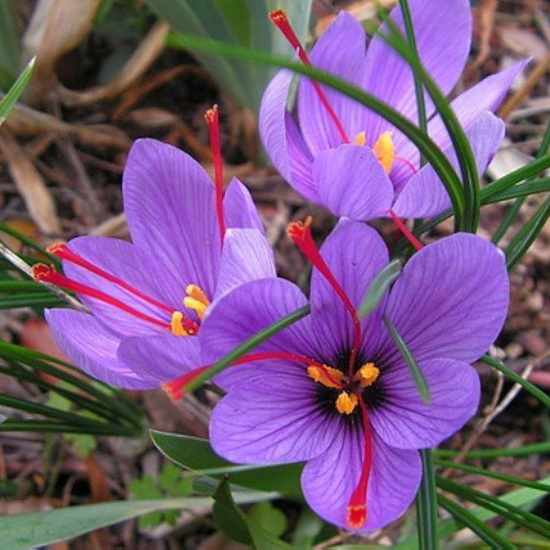 Saffron Spice Plant