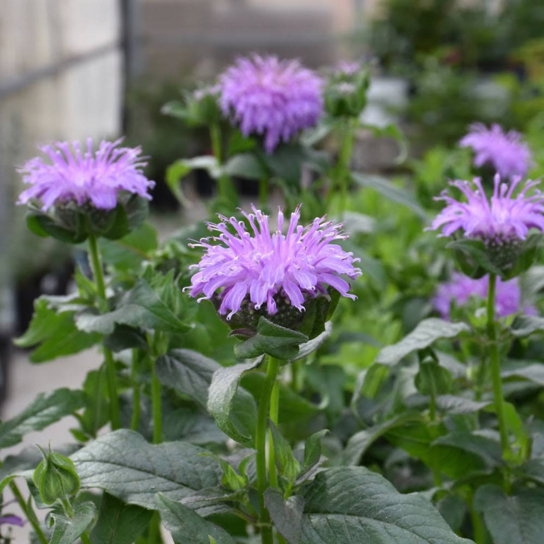 Monarda Sugar Buzz &