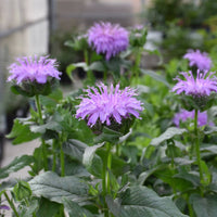 Monarda Sugar Buzz 'Blue Moon'Bee Balm Ppaf - It'S Covered In Lavender-Blue Blossoms