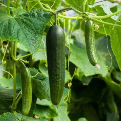 Cucumber Plant