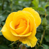 Rosa ‘Meilanycid’ Gilded Sun® Floribunda Rose - Tree Form