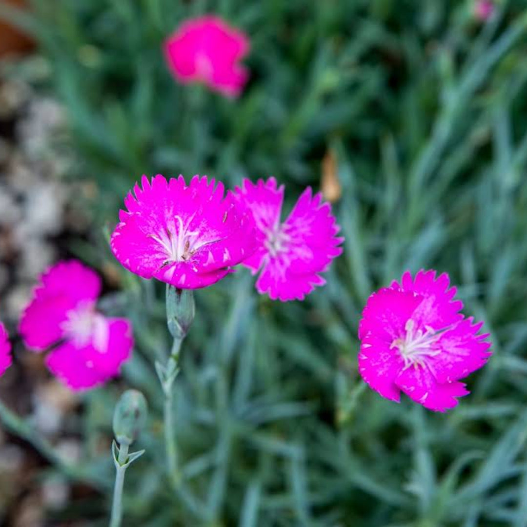 Dianthus Spp (Pink)