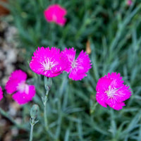 Dianthus Spp (Pink)