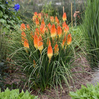 Fire "Red Hot" Poker
