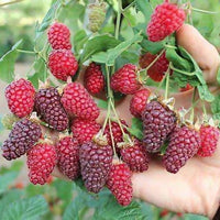 Tayberry Fruit Plant