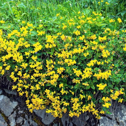 Lotus Corniculata &