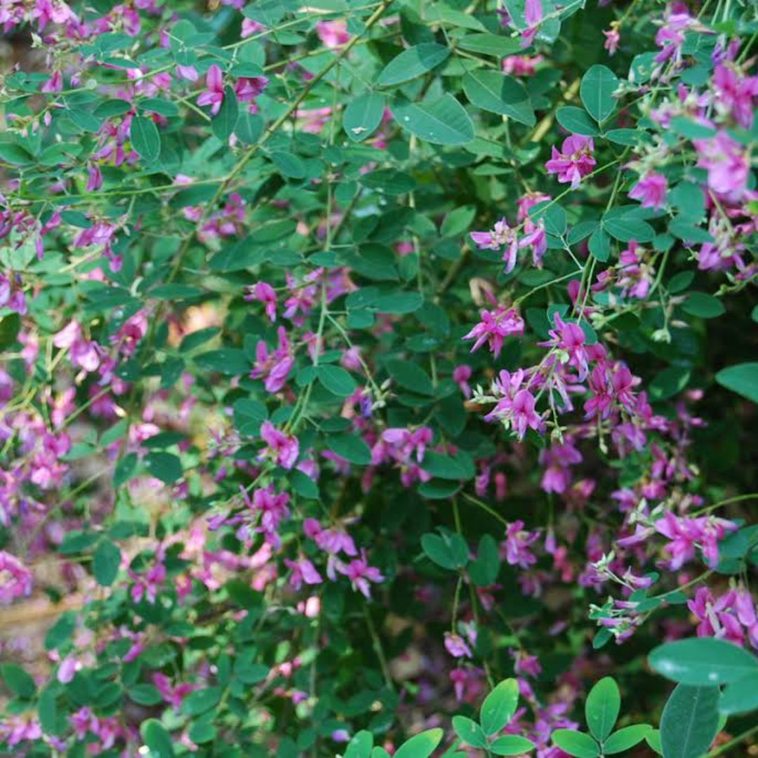 Little Buddy Dwarf Lespedeza