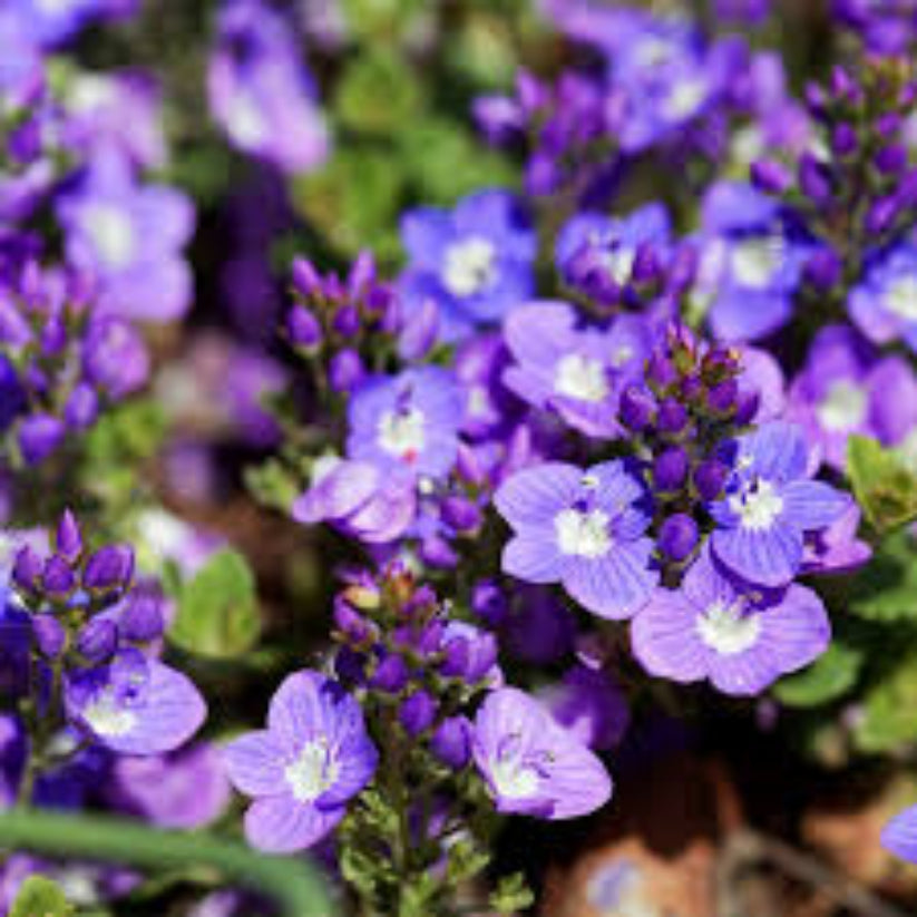 Veronica liwanensis (Turkish Veronica) - [EG]