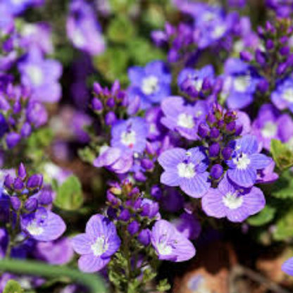 Veronica liwanensis (Turkish Veronica) - [EG]