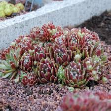 Sempervivum &