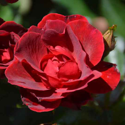 Rosa ‘Meitraligh’ Brick House® Floribunda Rose