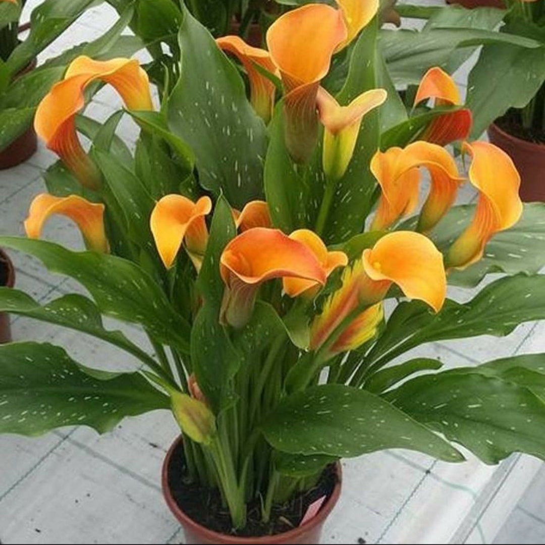 Calla Lily Orange Plant