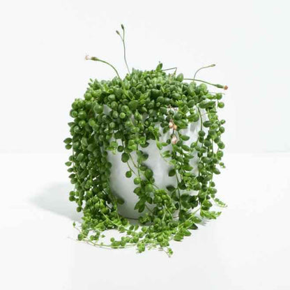 String of Pearls (Indoor Plant)