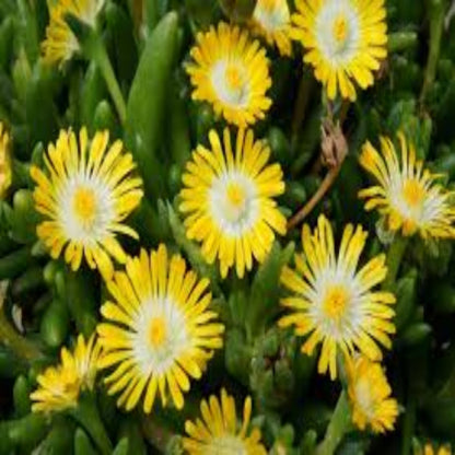 Jewel of Desert Peridot live plant for outdoor landscapes