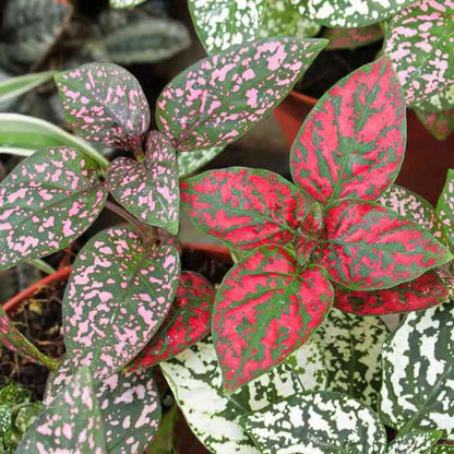 Polka Dot Plant Indoor