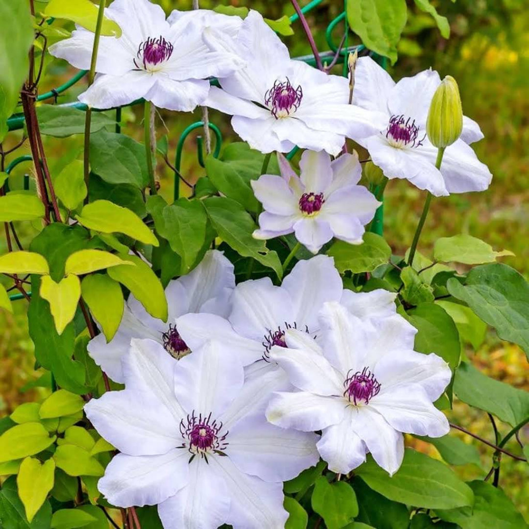 Clematis ‘Miss Bateman’