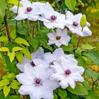 Clematis ‘Miss Bateman’