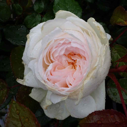 Rosa ‘Meidelweis’ Bolero Floribunda Rose