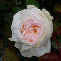 Rosa ‘Meidelweis’ Bolero Floribunda Rose