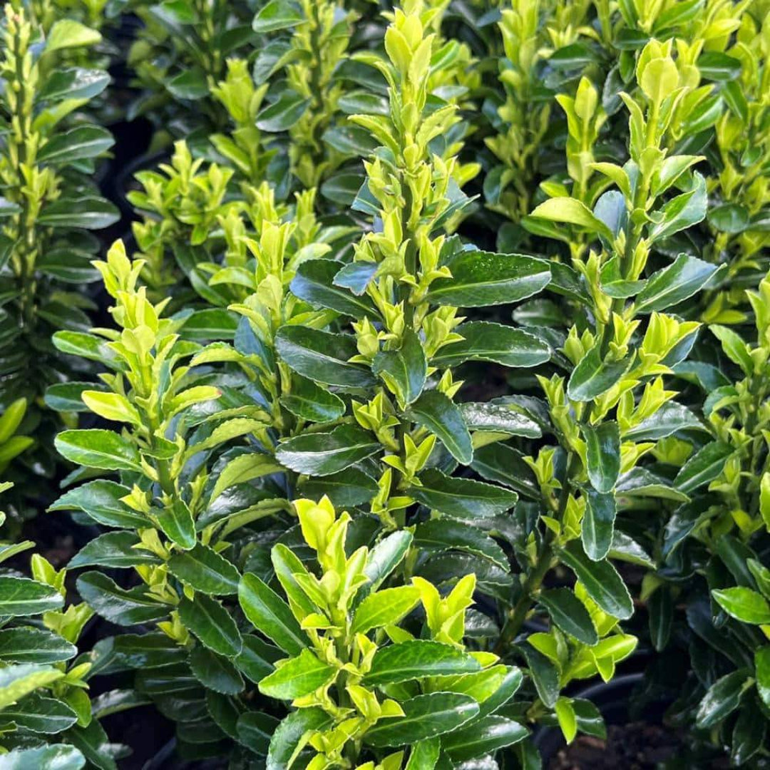 Green Spire Euonymus