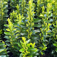 Green Spire Euonymus