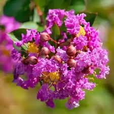 Crape Myrtles