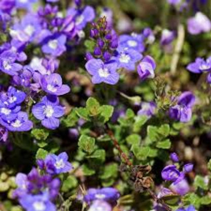 Veronica liwanensis (Turkish Veronica) - [EG]