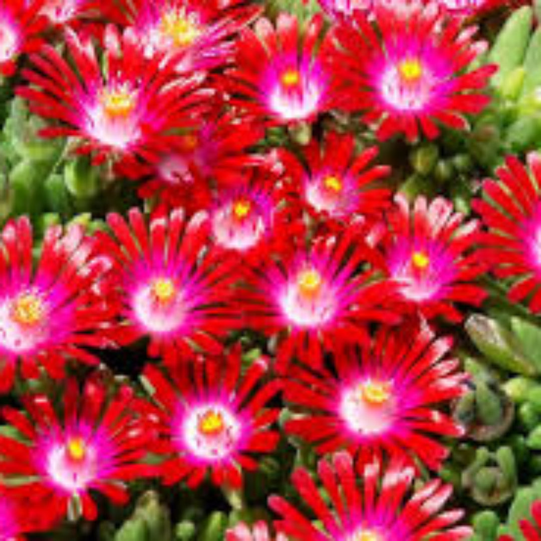 Delosperma Hot Cake Saucy Strawberry 10 count flat of 4.5" pots - [EG]
