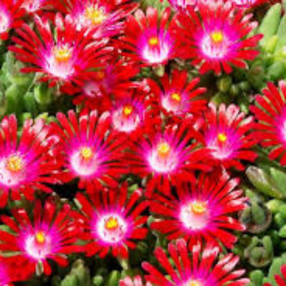 Delosperma Hot Cake Saucy Strawberry 10 count flat of 4.5" pots - [EG]