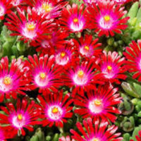 Delosperma Hot Cake Saucy Strawberry 10 count flat of 4.5" pots - [EG]