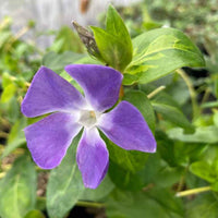 Vinca major 'Maculata' - 4"R - [EG]