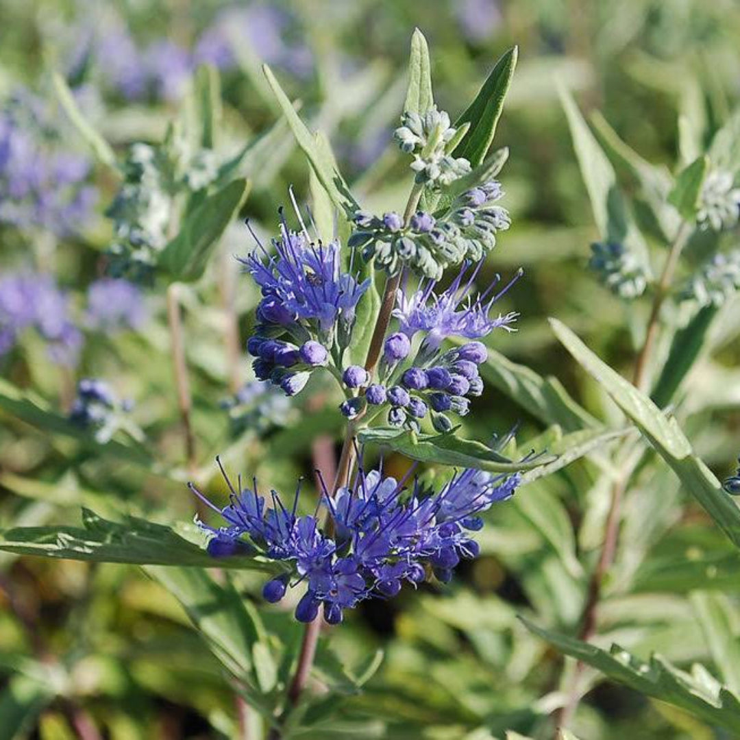 Dark Knight Caryopteris