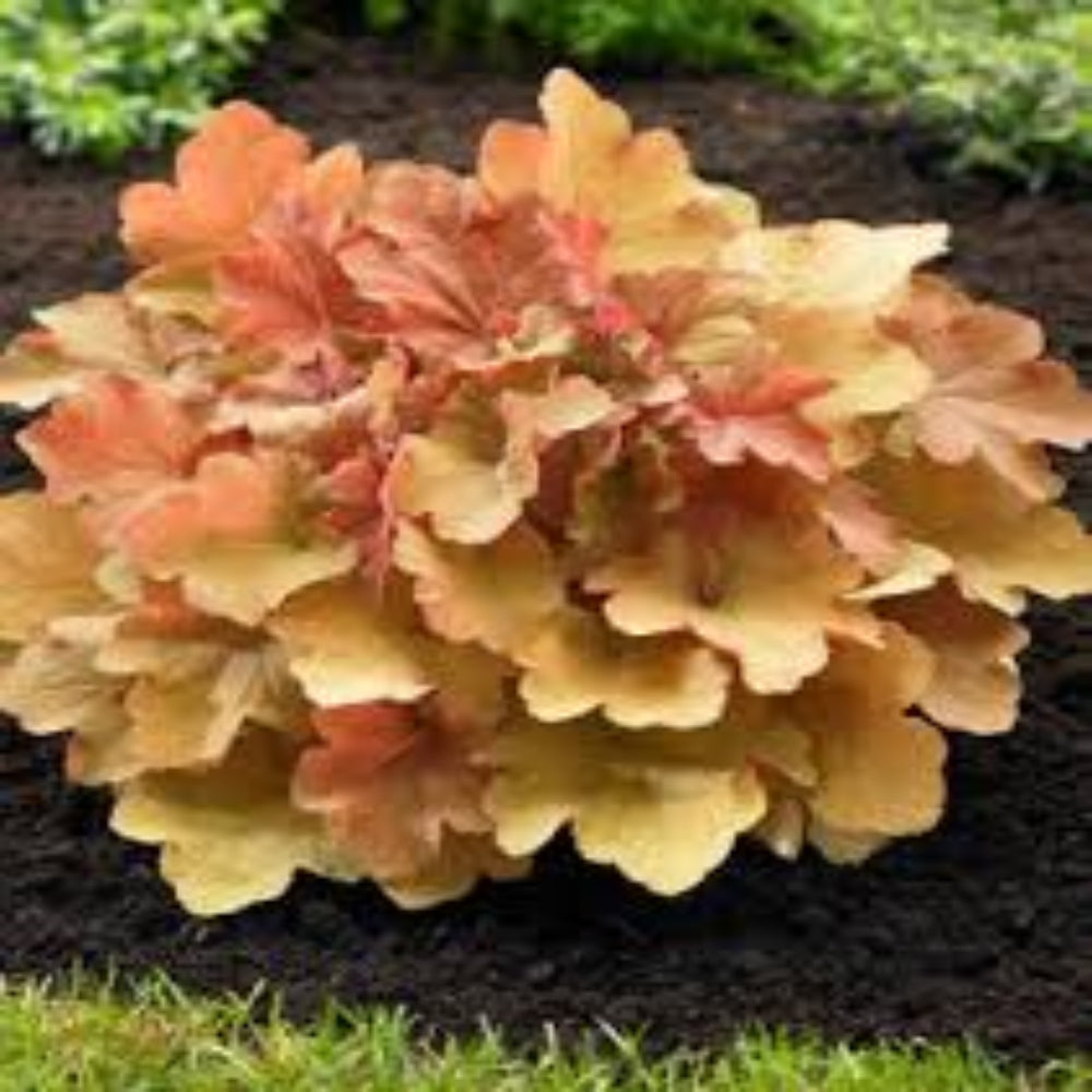 Heuchera Dolce™ &