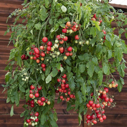 Cherry Tomato Plant