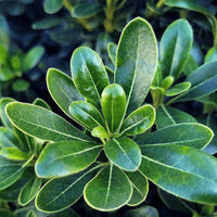 Green Pittosporum