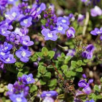 Veronica liwanensis (Turkish Veronica) - [EG]