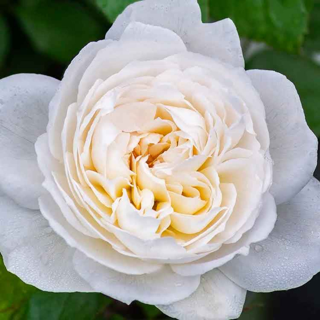 Rosa ‘Meidelweis’ Bolero Floribunda Rose