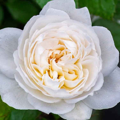 Rosa ‘Meidelweis’ Bolero Floribunda Rose
