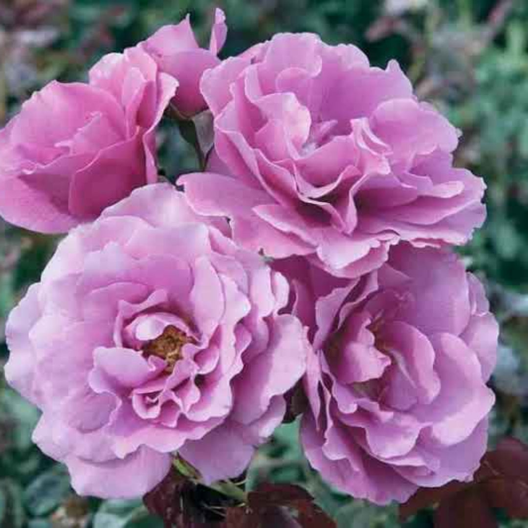 Rose FL Angel Face (Floribunda Rose) - Tree Form