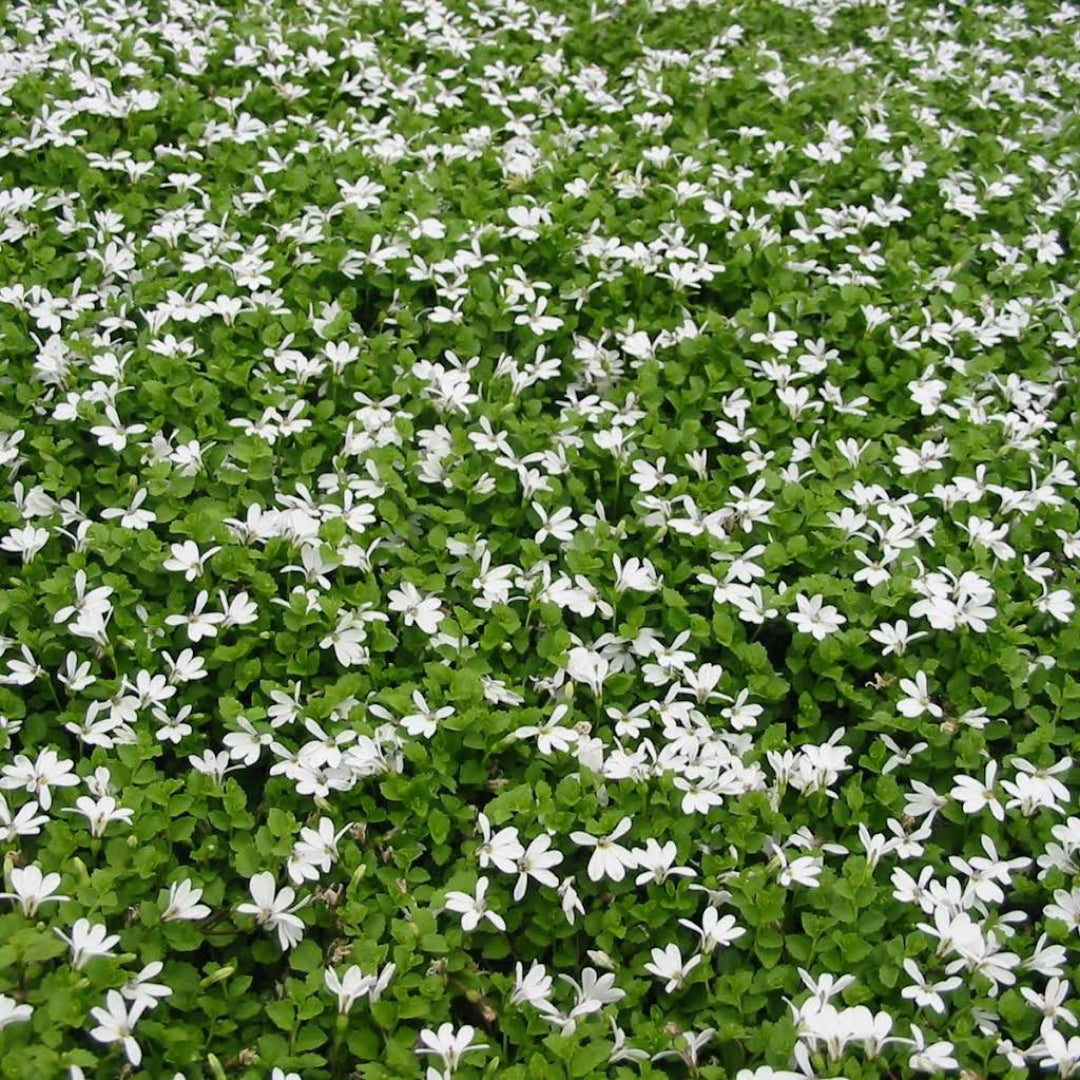 Pratia Angulata White Star Creeper 10 Count Flat of 4.5" Pots