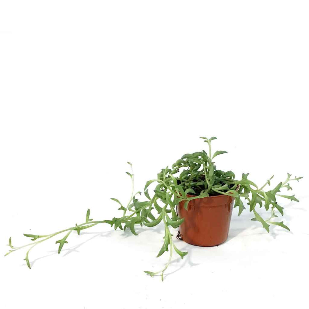 Trailing string of dolphins succulent with long cascading stems in a pot