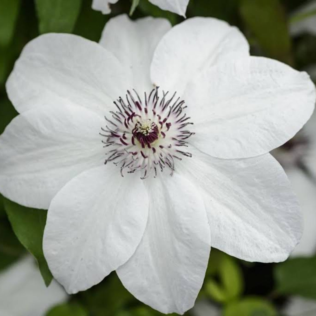 Clematis ‘Miss Bateman’