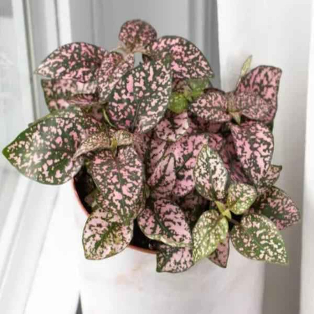Polka Dot Plant Indoor