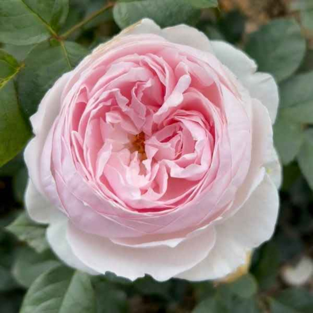 Rosa ‘KORgeowin’ Parfuma® Earth Angel Hybrid Tea Rose