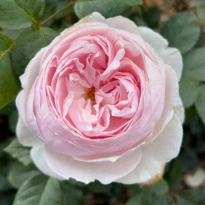 Rosa ‘KORgeowin’ Parfuma® Earth Angel Hybrid Tea Rose