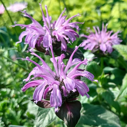 Monarda Sugar Buzz &