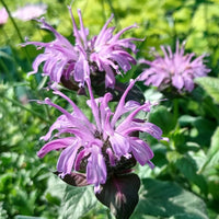 Monarda Sugar Buzz 'Blue Moon'Bee Balm Ppaf - It'S Covered In Lavender-Blue Blossoms