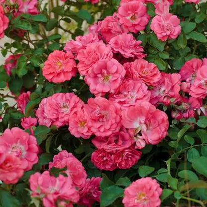 Rosa ‘Meiclusif’ Dee-Lish® Hybrid Tea Rose